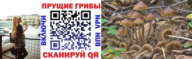 купить наркоту Нестеровская Псилоцибиновые грибы Magic Shrooms